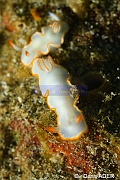 Chromodoris verrieri-Wakatobi Pasar wajo jetty-14m-20180602-Denis-ADER-DSC_3309_tn